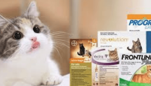 cat flea treatments