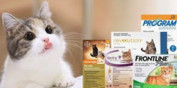 cat flea treatments